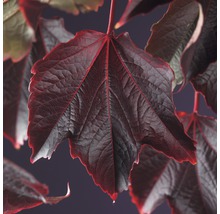 FLORASELF Klimplant parthenocissus tr. veitchii 2,3 l 53-70 cm Bruin