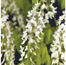 FLORASELF® Klimplant wisteria floribunda alba 2,3 l 53-70 cm Wit