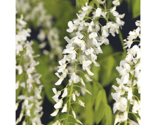 FLORASELF® Klimplant wisteria floribunda alba 2,3 l 53-70 cm Wit