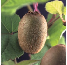 Kiwi-vrucht aan de boom