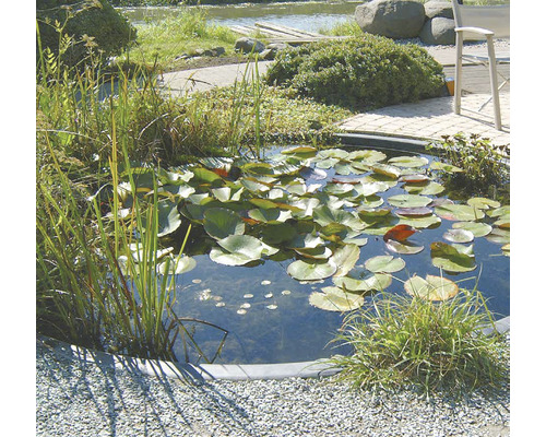 Tuinvijver met waterlelies en oeverbeplanting in een verzorgde tuin.