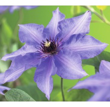 Close-up van een blauwe Clematisbloem