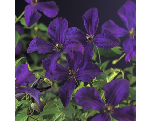 FLORASELF Klimplant clematis vit. polish spirit 2,3 l violet 53-70 cm Lila