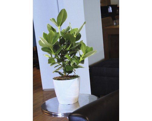 Kamerplant met groene bladeren in een witte pot op een bijzettafel