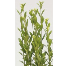 Groenblijvende buxus met bladeren