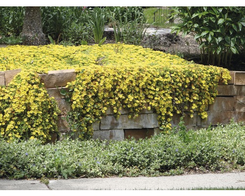 Gele bloemen bedekken een stenen muur in een tuin.
