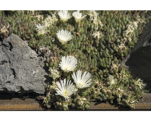 IJsbloem Delos, een succulente plant met witte bloemen