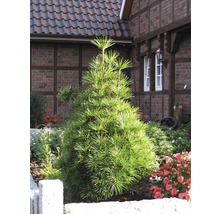 FLORASELF Kransspar Sciadopitys verticillata potmaat 3 liter H 20-30 cm