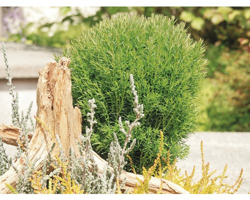 Bolvormige struik in de tuin