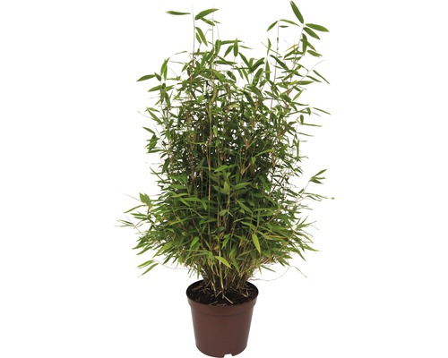FLORASELF Bamboe Fargesia murielae 'Neue Generation' potmaat Ø 17.0 cm H 20-30 cm Bamboeplant in pot