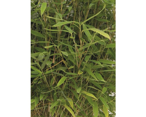 Bamboeplant met groene bladeren