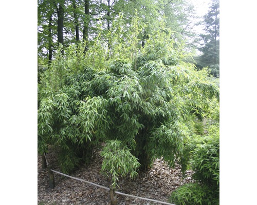 Bamboeplant in de tuin