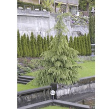 Blauwe atlascederboom in de tuin