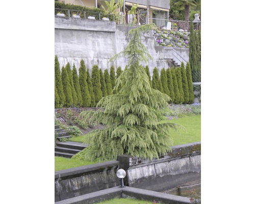 Blauwe atlascederboom in de tuin