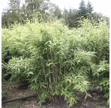 FLORASELF® Bamboe "Fargesia Jumbo" hoogte ca. 40-60 cm-thumb-2