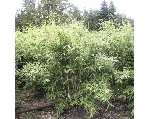 Bamboeplant in de buitenlucht