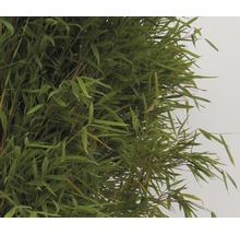 FLORASELF® Bamboe "Fargesia Jumbo" hoogte ca. 40-60 cm-thumb-3