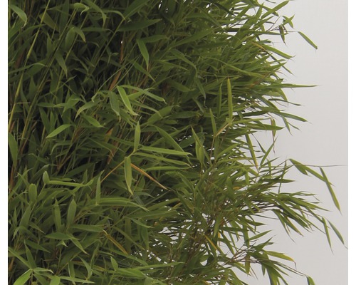 Bamboeplant met groene bladeren