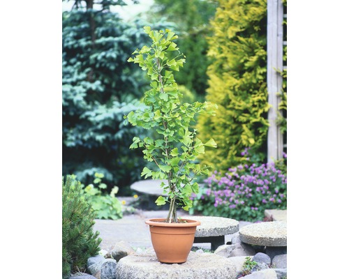 FLORASELF Japanse Notenboom Ginkgo biloba potmaat Ø 21 cm H 60-80 cm 1 Stuks Ginkgo in pot voor de tuin
