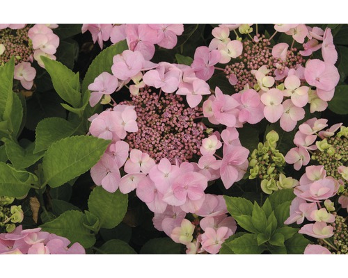 FLORASELF® Hortensia Hydrangea macrophylla 'Teller roze' potmaat Ø 21 cm