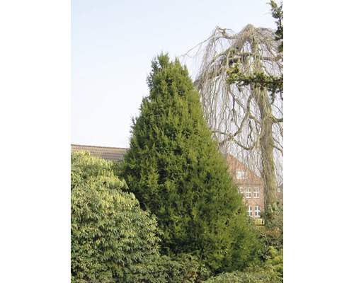 In de tuin staat een zuilvormige taxus.