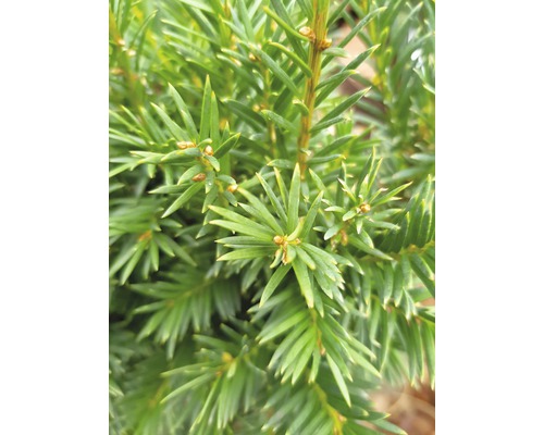 Detailopname van een groenblijvende taxus met naalden
