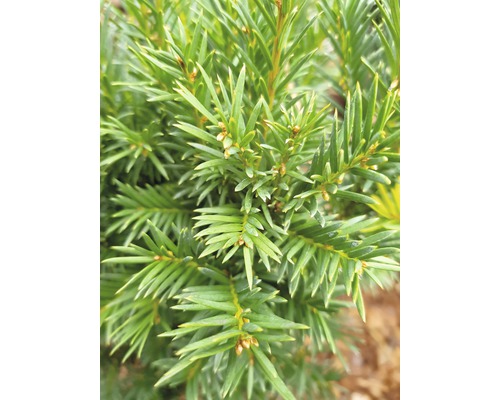 Detailopname van een taxus met naalden