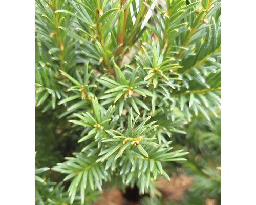 Detailopname van een taxusplant met naalden