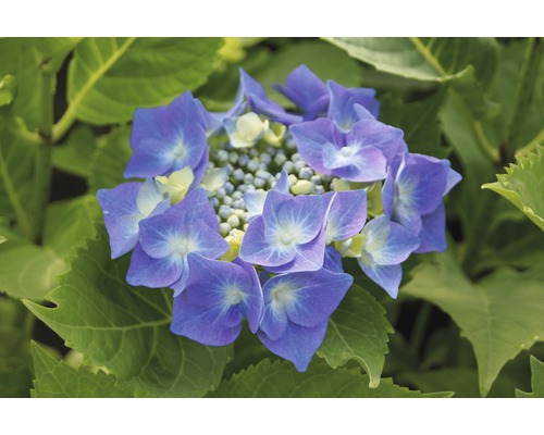FLORASELF® Hortensia Hydrangea macrophylla ' Teller blauw' potmaat Ø 21 cm Close-up van een blauwe hortensiabloem