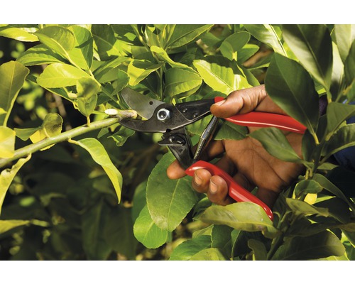 Tuinieren: takkenschaar in gebruik op een struik