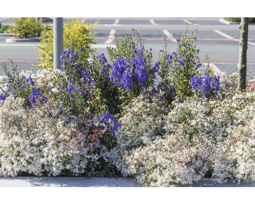 Bloembed met witte en blauwe beplanting