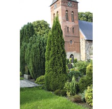 FLORASELF® Westerse levensboom Thuja occidentalis 'Smaragd' potmaat Ø12 cm