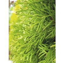 FLORASELF® Westerse levensboom Thuja occidentalis 'Smaragd' potmaat Ø12 cm