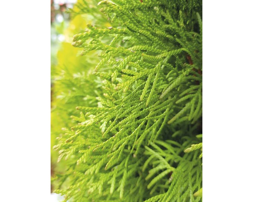 Close-up van Thuja takken