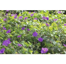 Bloeiende bodembedekkende plant met groene bladeren en paarse bloemen