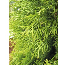 FLORASELF® Westerse levensboom Thuja occidentalis 'Smaragd' potmaat Ø12 cm