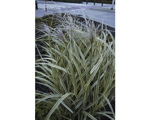 FLORASELF Prachtriet Miscanthus sinensis 'Variegatus' potmaat Ø 19 cm H 10-80 cm