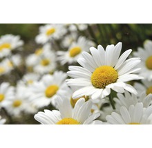 Close-up van madeliefjesbloemen met witte bloemblaadjes en gele bloemhoofdjes.