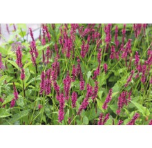 FLORASELF Duizendknoop Persicaria amplexicaule Ø 11 cm