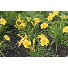 Gele daglelies in de tuinborder