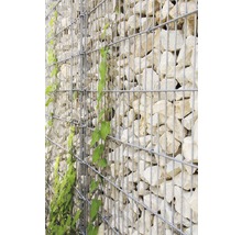 Schanskorf muur met stenen en klimplant