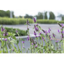 Foto van paarse tuinbloemen.