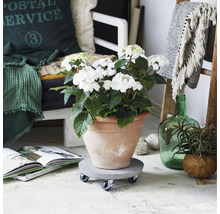 Scene met hortensia in terracotta pot op plantenroller