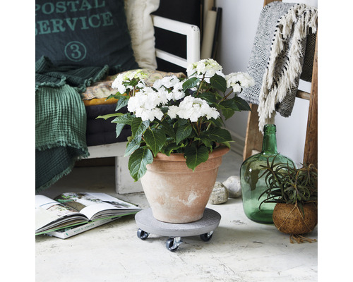 Scene met hortensia in terracotta pot op plantenroller