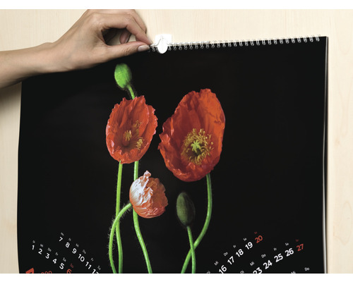 Een kalender met klaprozen wordt met een plakstrip aan de muur bevestigd.
