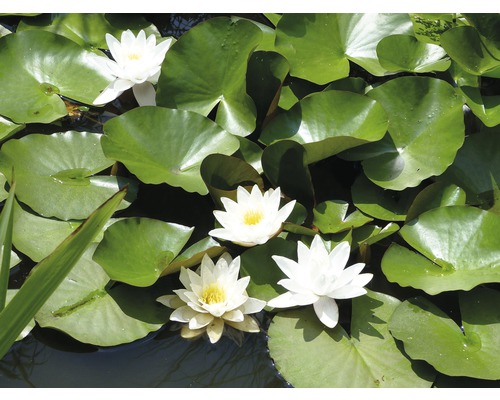 Waterleliebladeren en bloemen op een vijver