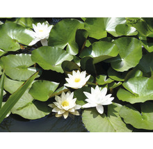 Waterlelies met groene bladeren in de vijver
