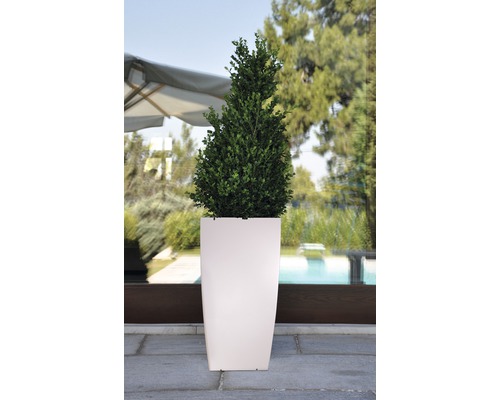 Op de afbeelding is een buxusboom in een hoge plantenbak te zien.