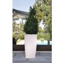 De afbeelding toont een groenblijvende struik in een hoge, rechthoekige plantenbak.