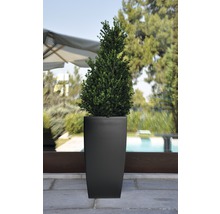 Planten in pot met vierkante, strakke plantenbak